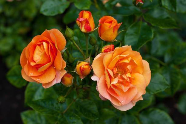 istock Natural background,  beautiful roses in garden 904679652