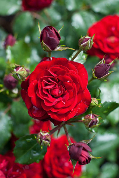 istock Natural background,  beautiful roses in garden 904679714