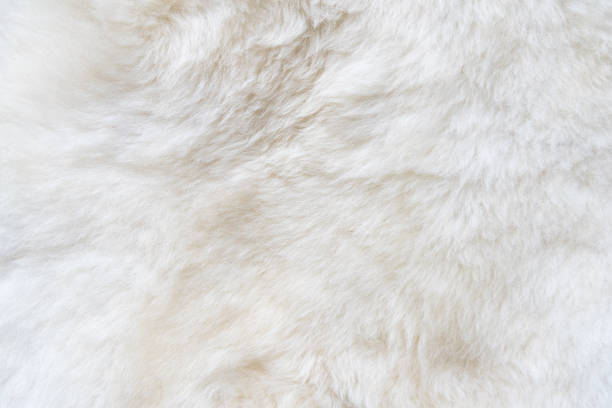 istock Natural white fur background, design template, place for text 904680234