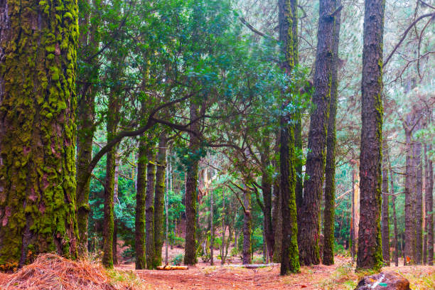 Mossy trunks of pine trees in foggy forest