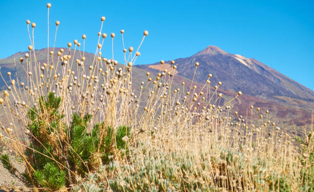 istock Cheirolophus teydis Teide 904684606
