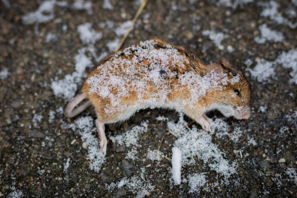 the mouse died on the bike path. a dead mouse on a duckling covered with snowflakes. winter scenery. - dead animal mouse dead body death imagens e fotografias de stock