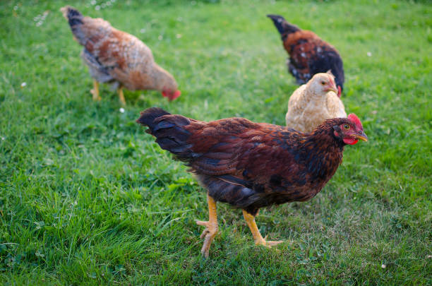 istock Home poultry chickens grazing and walking outdoors 904694110