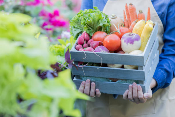 mujer irreconocible tiene cesta de verduras - radish vegetable farmers market gardening fotografías e imágenes de stock