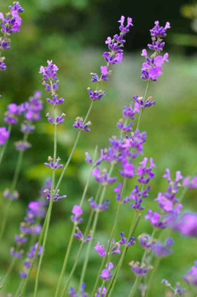 istock Violet lavender field, garden. Lavender provence 904697244
