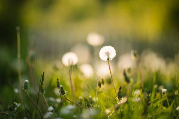 istock Blades of grass in the spring field 904697958