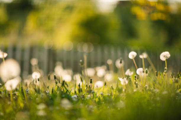 Blades of grass in the spring field
