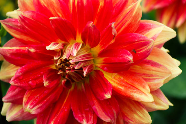 istock flowers in alaska 904698866