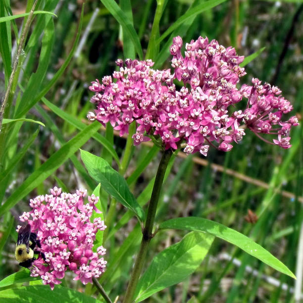 istock Toronto Lake bumblebee on Milkweed flowers 2013 904704154