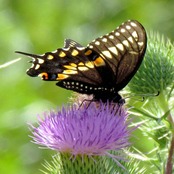 istock Toronto Lake Swallowtail butterfly on a lesser burdock 2013 904704250