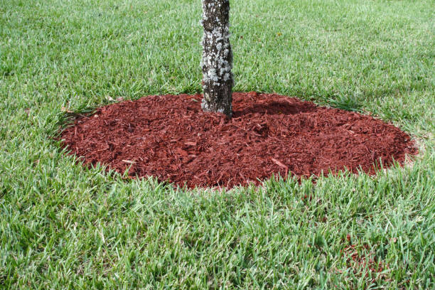 istock Red wood chips in mulched circle around young oak tree on grass lawn 904712050
