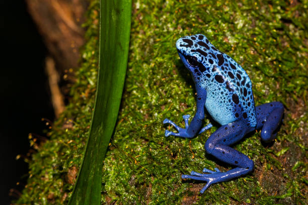 Blue Poison Dart Frog A close up of a Blue poison dart frog climbing a mossy log. blue poison dart frog dendrobates tinctorius azureus stock pictures, royalty-free photos & images