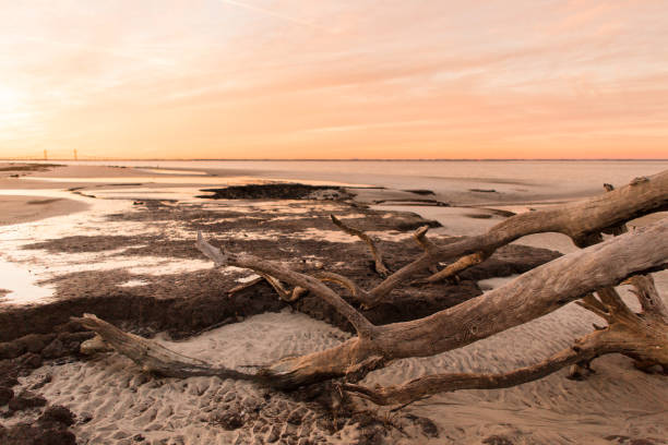 istock Sunset on Driftwood Beach in Jekyll Island 904715148