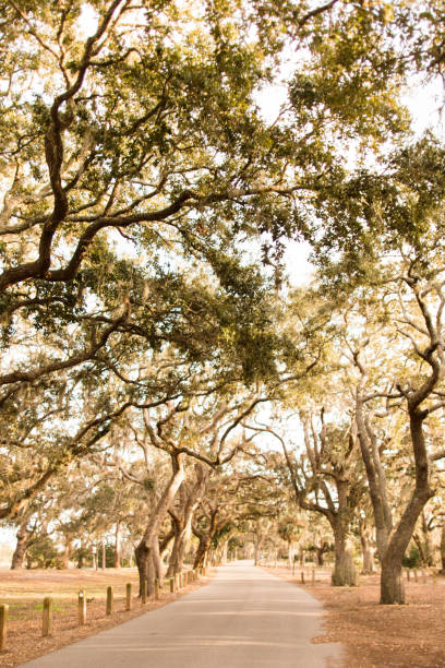 istock Spanish Moss in Jekyll Island, GA 904715424