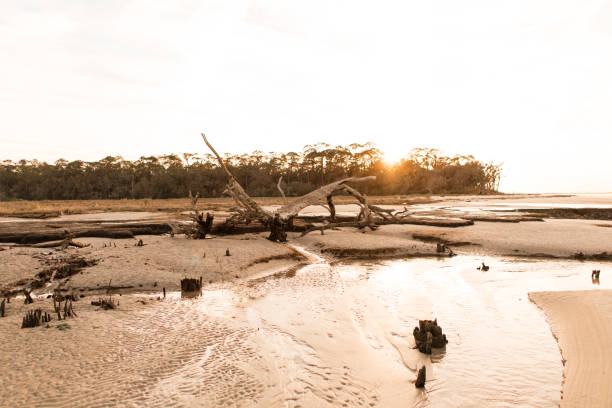 istock Driftwood Beach in Jekyll Island, GA 904720382