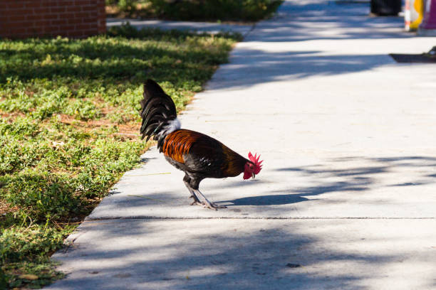 istock Rooster waking on the street 904720548