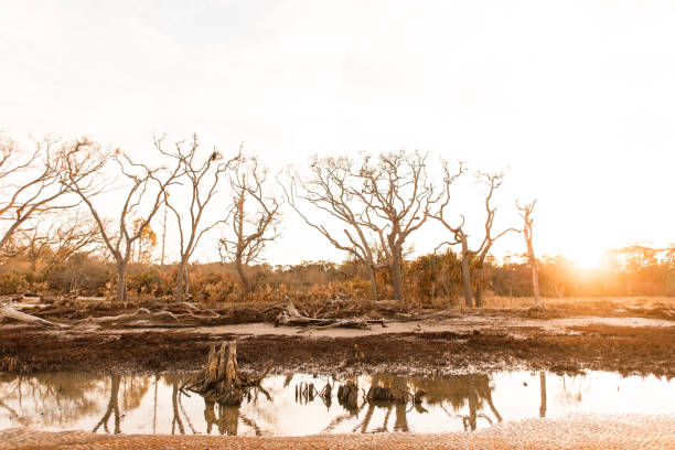 istock Driftwood Beach in Jekyll Island, GA 904721096