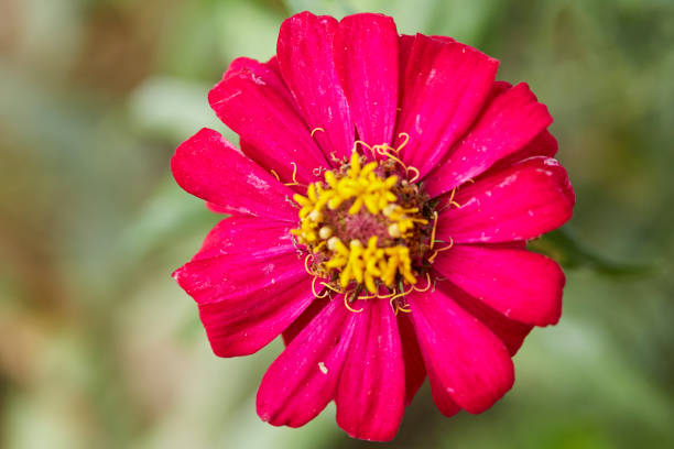 red zinnia flower with short petals and yellow middle is on the green background
