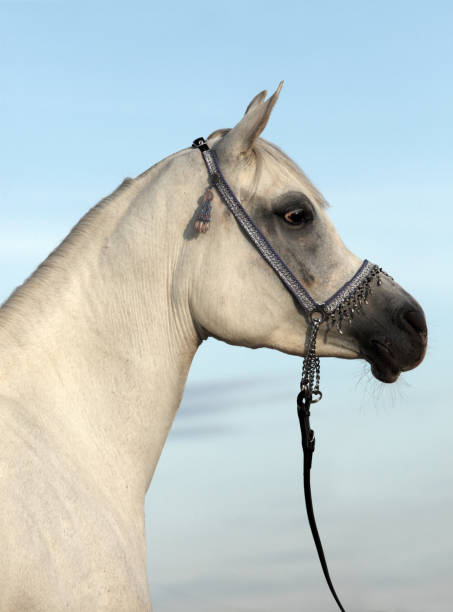 夕方の空の背景に美しい白いアラビア馬 - horse arabian horse arabia white ストックフォトと画像