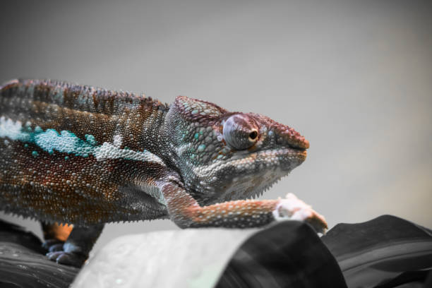 istock close up of beautiful colorful chameleon walking 904755874