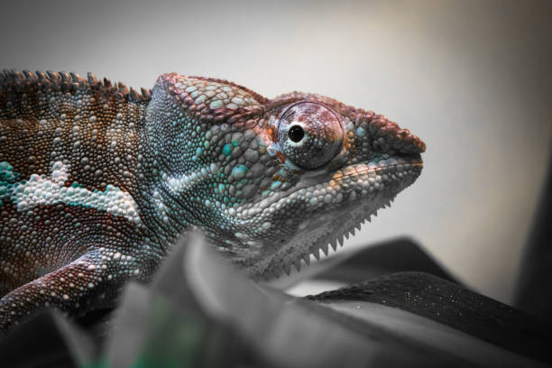 istock close up of beautiful colorful chameleon walking 904756140
