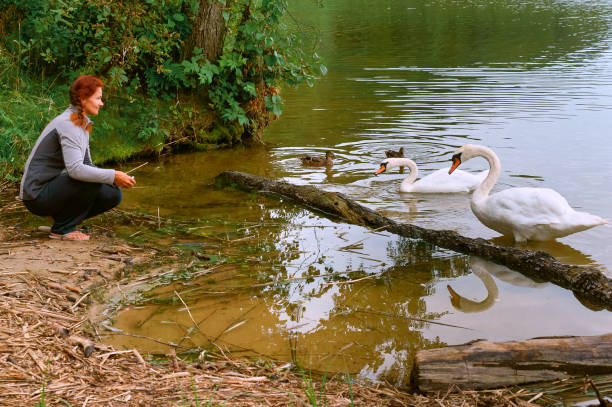 istock swans came on shore, the swans on the lake with a bridge 904756838
