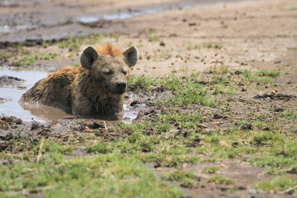istock Hyenas in Maasai Mara plains 904757714