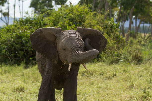 istock Elephants of Amboseli national Park 904757724