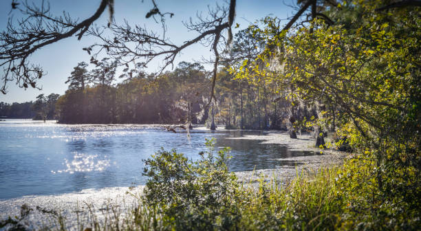 istock Stagnant Cypress Swamp 904759816