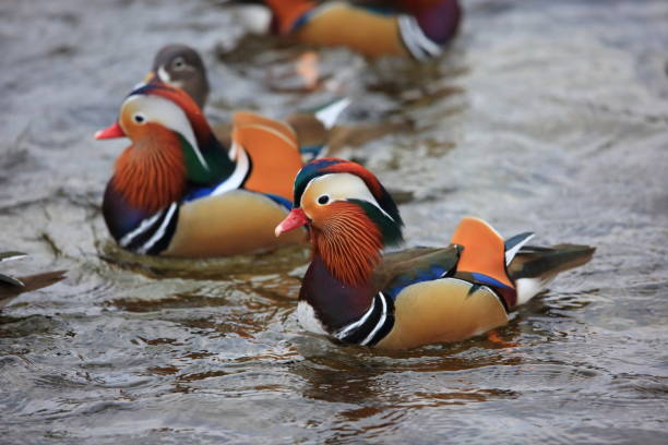 istock Baikal teal (Anas formosa) in Japan 904763458