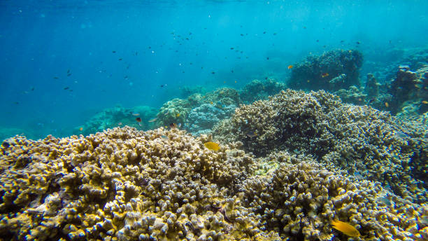 istock Hard Coral Underwater Image, Scuba diving 904770000