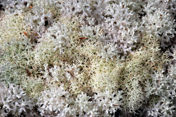 istock Cladina Confusa & Cladia Retipora (Cladoniaceae) Lichens 904773254