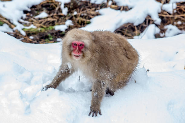 istock Angry adult snow monkey after a fight 904779924