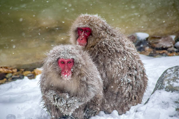 istock Snow monkeys on the riverside 904780382