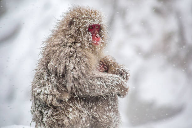 istock Macaque mother and child in a snowstorm 904780426