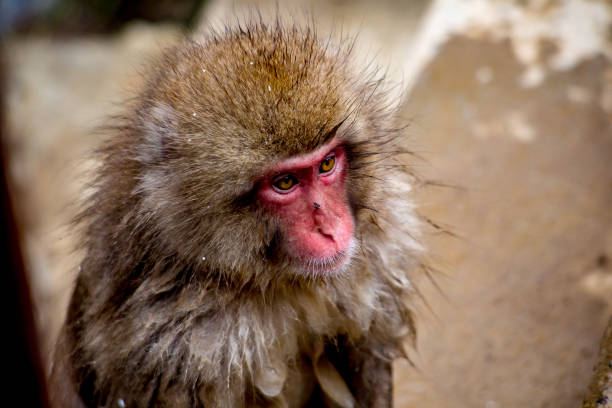 istock Portrait of a monkey 904780874