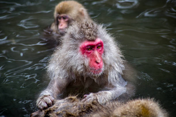 istock Japanese Macaques grooming in a hot spring 904780920