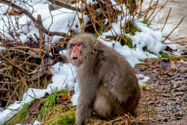 istock Adult Japanese Macaque, or Snow Monkey 904781148