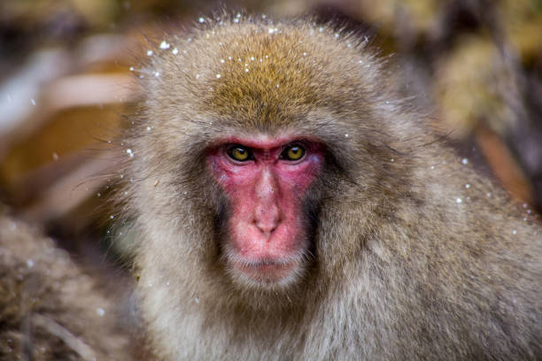 istock Portrait of a snow monkey 3 904781226