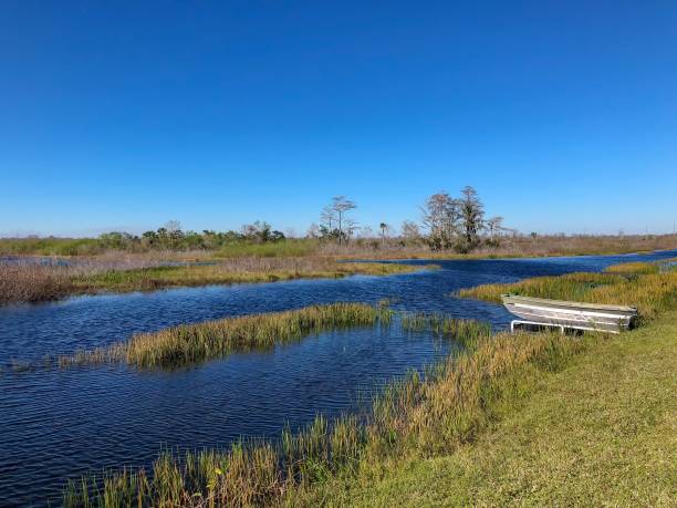 istock canoe in the swamp 904781462
