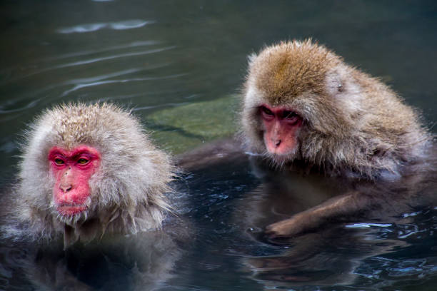 istock Japanese Macaques in the hot springs 904784200