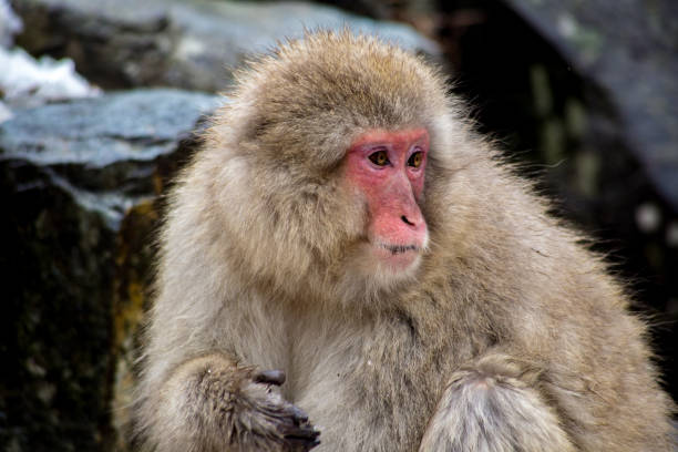 istock Japanese Macaque on the rocks 904784384