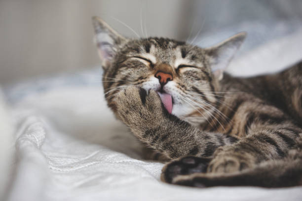 симпатичный табби кошка лижет меха - licking стоковые фото и изображения