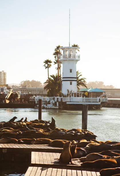 ピア 39、サンフランシスコの海のライオンズ - フィッシャーマンズワーフ 写真 ストックフォトと画像