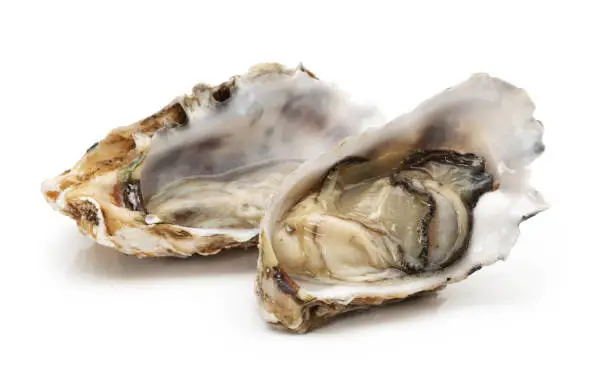 Seafood: Oyster Isolated on White Background