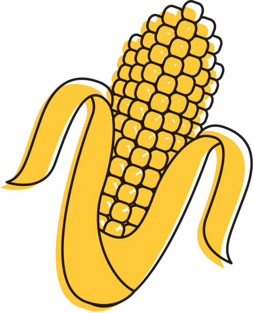 ilustraciones, imágenes clip art, dibujos animados e iconos de stock de icono de maíz mazorca grano cosecha cruda - corn corn crop corn on the cob food
