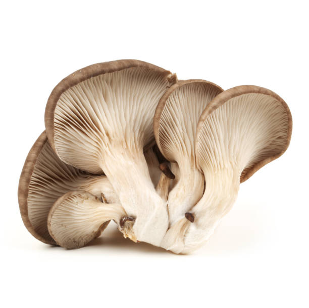 istock Oyster mushroom isolated on white background 904795434