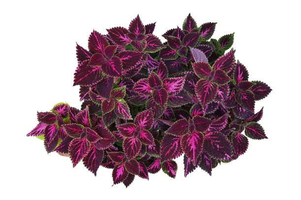 Deep violet leaves with bright green rim of tropical garden Coleus bush (painted nettle or poor man's croton) isolated on white background, clipping path included. Deep violet leaves with bright green rim of tropical garden Coleus bush (painted nettle or poor man's croton) isolated on white background, clipping path included. coleus photos stock pictures, royalty-free photos & images