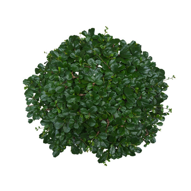 Top view of Carmona (Fukien Tea) bonsai miniature tree with dark green shiny leaves isolated on white background, clipping path included. Top view of Carmona (Fukien Tea) bonsai miniature tree with dark green shiny leaves isolated on white background, clipping path included. carmona photos stock pictures, royalty-free photos & images