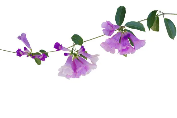 Photo of Purple violet flowers with green leaves of Garlic vine (Mansoa alliacea) the tropical liana plant growing in wild isolated on white background, clipping path included.